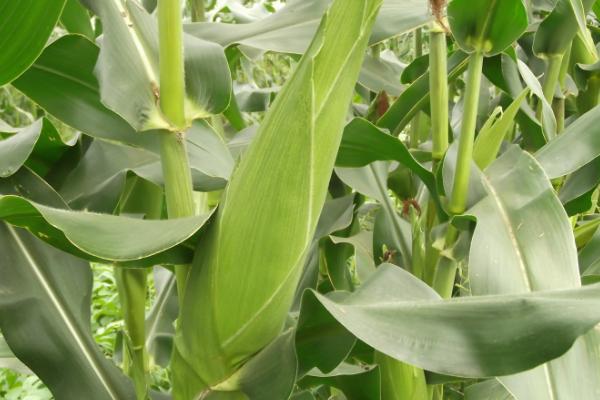 航科787玉米种抗病产量怎样,附简介