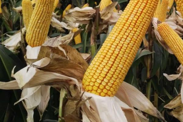 航科787玉米种抗病产量怎样,附简介