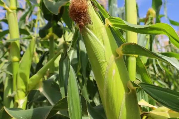 航科787玉米种抗病产量怎样,附简介