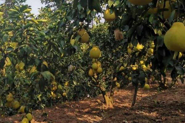 沙田柚一亩地种多少棵,附种植方法