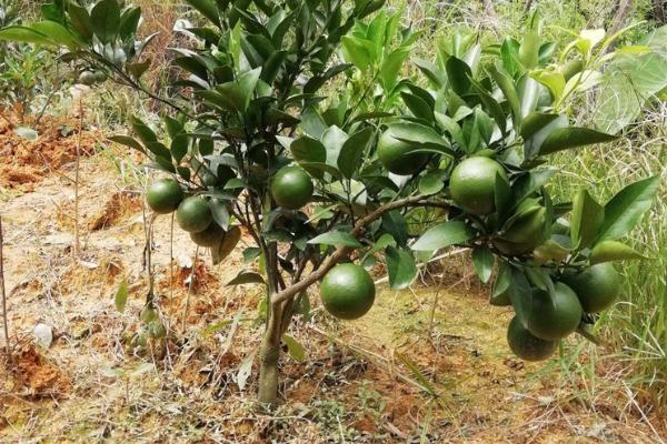 沙田柚一亩地种多少棵,附种植方法