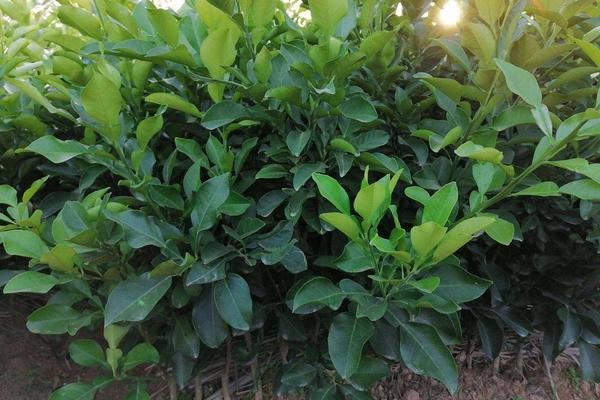 沙田柚一亩地种多少棵,附种植方法