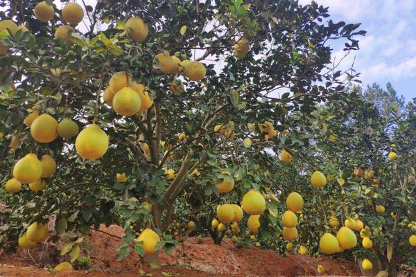 沙田柚一亩地种多少棵,附种植方法