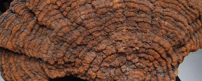 桑黄是什么东西,如何种植