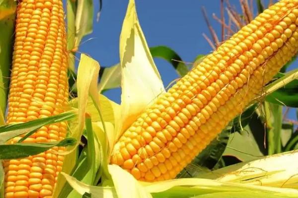 粒农16玉米品种介绍，适合哪里种植，产量如何