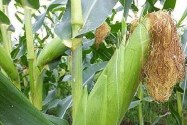 胜美999玉米品种介绍，适合哪里种植，产量如何