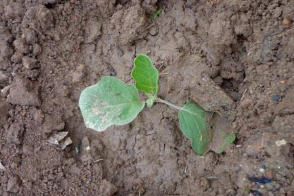 茄子苗怎么种植和管理