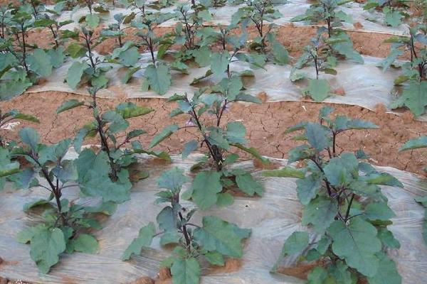 茄子苗怎么种植和管理