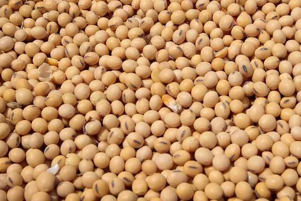 黑科60号大豆种子积温是多少，适合哪里种植，产量如何