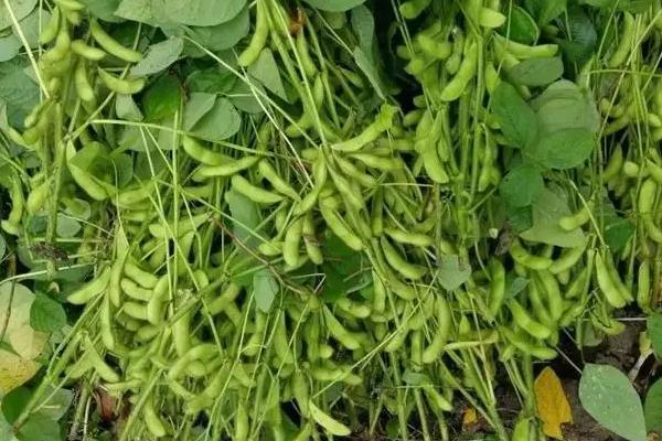 豆虫养殖技术,养殖周期是多久