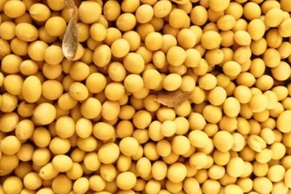 黑科60号大豆种子积温是多少，适合哪里种植，产量如何