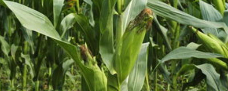 敦玉735玉米品种，适合哪里种植，产量如何