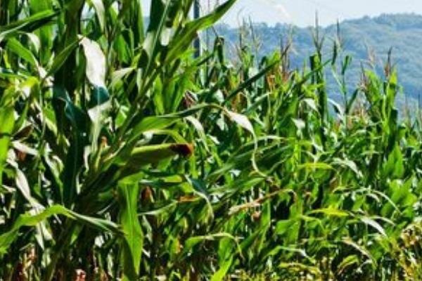 玉米生长过程,种玉米的方法和步骤