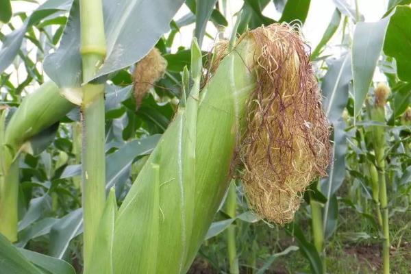 鲁单818玉米种子产量如何，适合哪里种植，产量如何