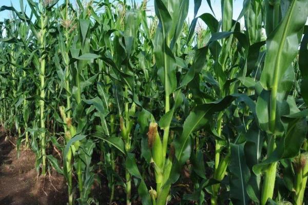 诚信701玉米品种介绍,适合哪里种植,产量如何