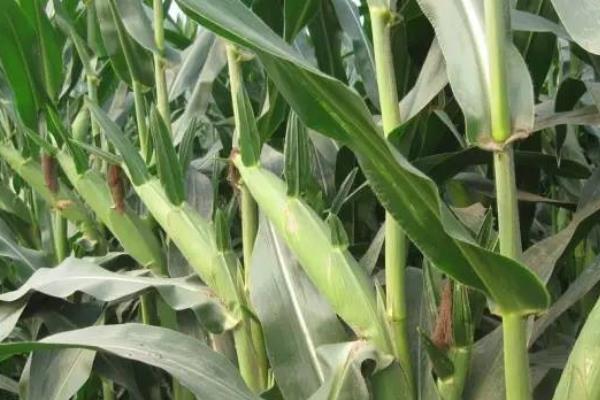 诚信701玉米品种介绍,适合哪里种植,产量如何