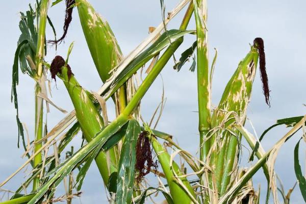 诚信701玉米品种介绍,适合哪里种植,产量如何