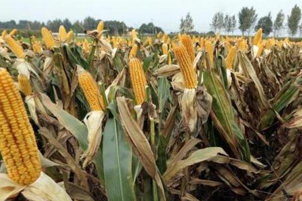 一年两季玉米怎么种植,一般在什么时间种植