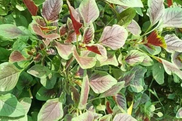 3到5月份可以种什么