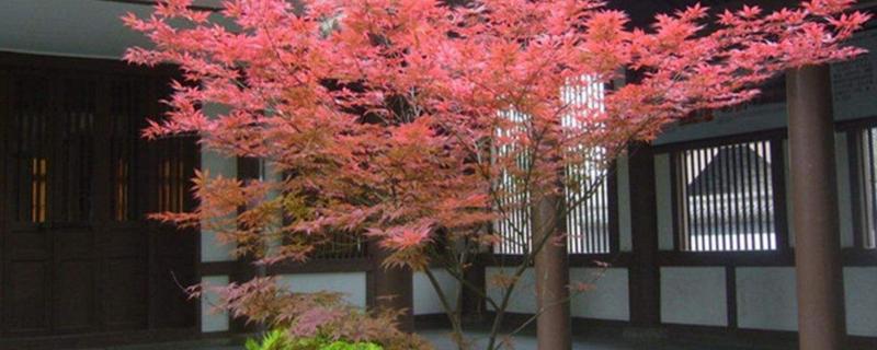 日本红枫和中国红枫的区别,日本红枫的适合温度
