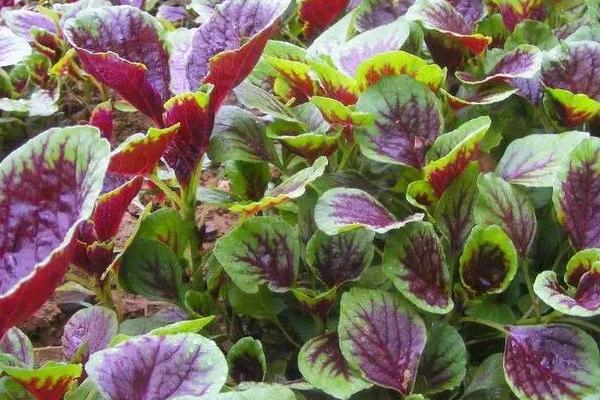 3到5月份可以种什么