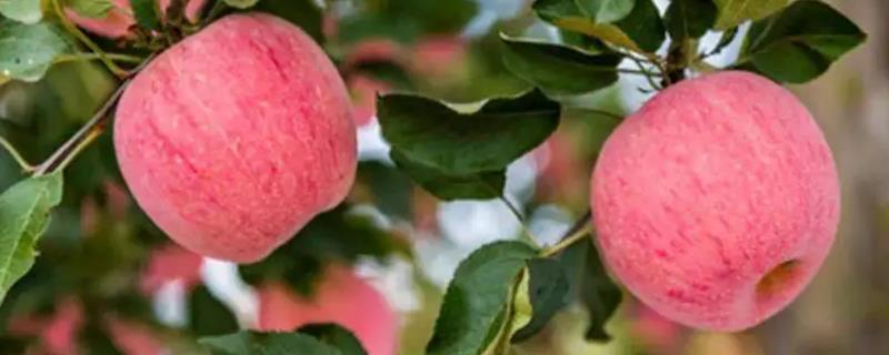 苹果在我国种植了多少年,常见的苹果品种有哪些