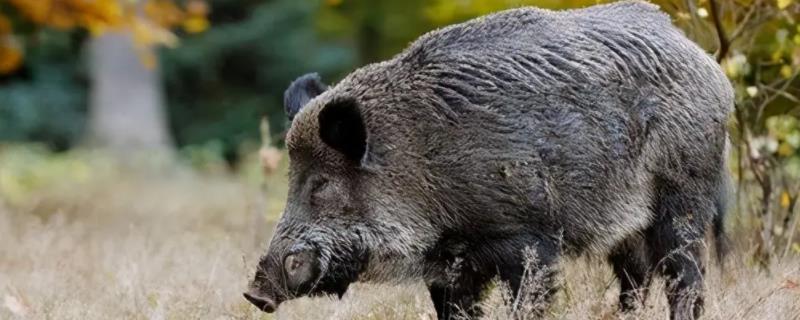 野猪吃肉还是吃素,野猪的寿命有多长