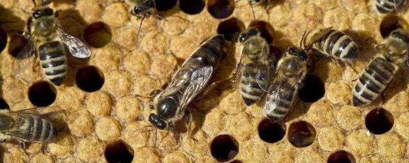 蜂王出房几天出外交尾，蜂王的职责是什么