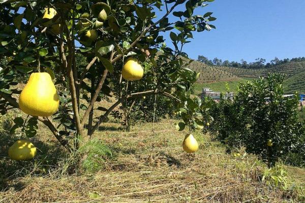 沙田柚种植技术和管理