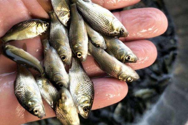 鲫鱼怎么分公母,附养殖方法