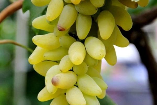 葡萄的生殖方式,附葡萄常见的品种