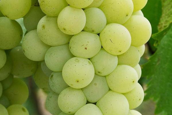 葡萄的生殖方式,附葡萄常见的品种