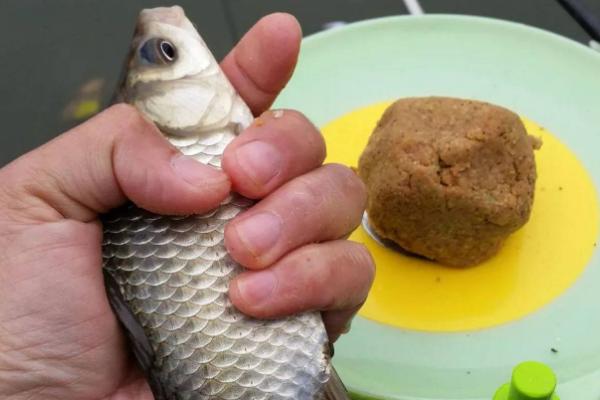 鲫鱼怎么分公母,附养殖方法