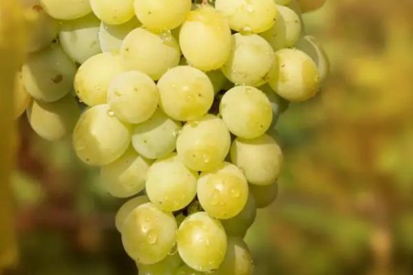 葡萄的生殖方式,附葡萄常见的品种