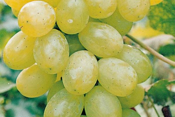 葡萄的生殖方式,附葡萄常见的品种