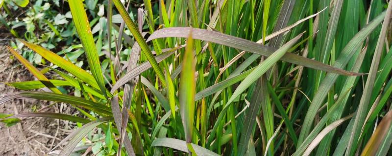 茅草用什么除草剂能除根,茅草害怕什么植物