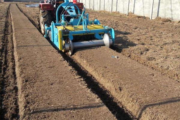 黑老虎种植气候条件,附种植方法
