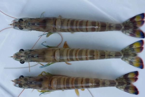 基围虾养殖技术条件,基围虾是淡水虾还是海水虾