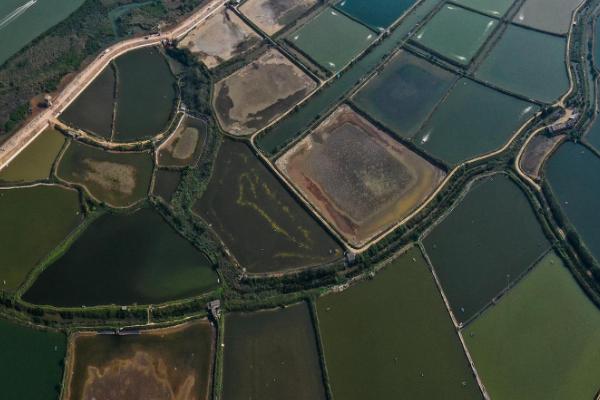 基围虾养殖技术条件,基围虾是淡水虾还是海水虾