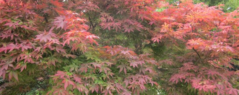 美国红枫和日本红枫有什么区别，美国红枫能长多高