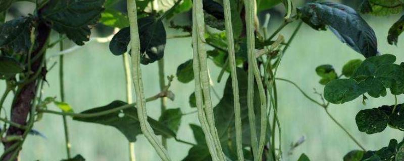 豇豆是四季豆吗,豇豆的生育期有多长
