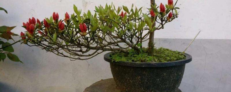 映山红冬天可以移栽吗,附移栽注意事项