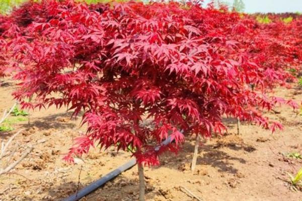 红枫嫁接时间和方法，红枫有几个品种