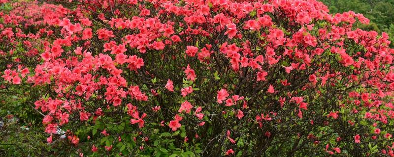 映山红移栽时间,移栽后多久可以发芽