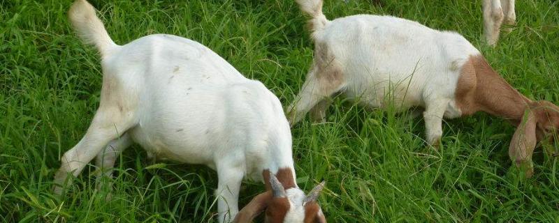 羊的生长周期是多久,羊的配种方法