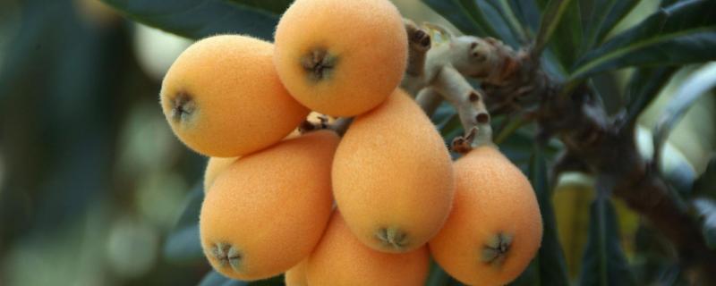 枇杷产量，枇杷的产地在哪里