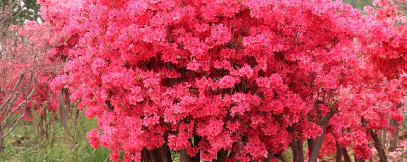 映山红用什么土壤种植比较好,映山红分布在我国什么地方
