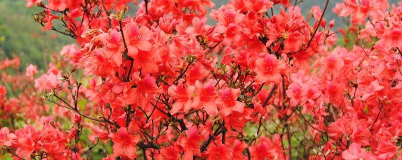 映山红耐寒吗,冬天如何养护