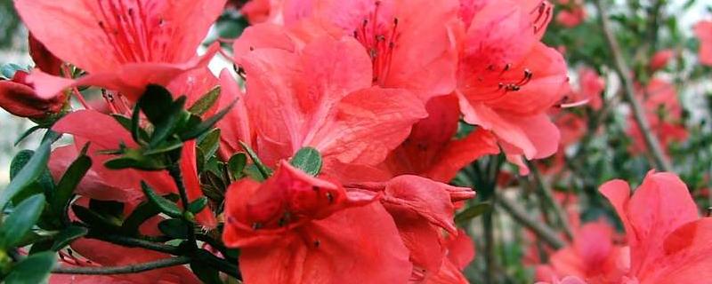 映山红产地在哪里,适合家庭室内种植吗