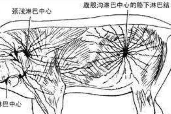 猪后腿上的淋巴结在哪里,猪的淋巴结可以吃吗